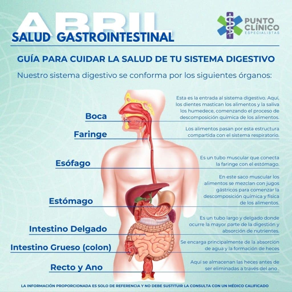 Guía para cuidar la salud de tu sistema digestivo