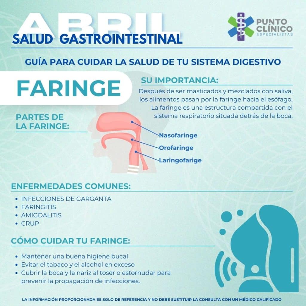 Faringe - Sistema Digestivo
