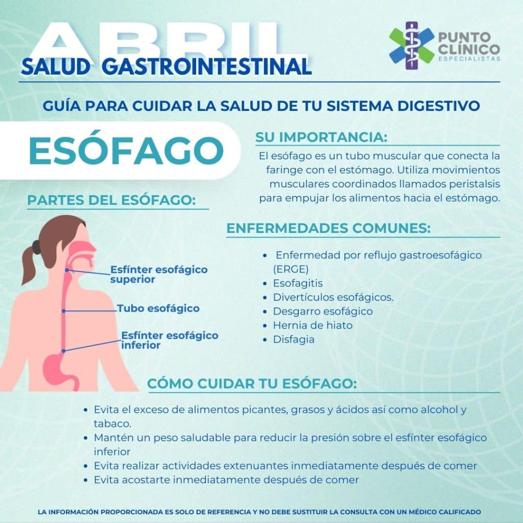 Esófago - Sistema Digestivo