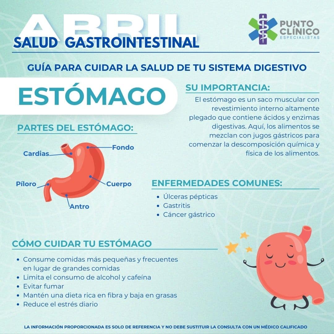 Estómago - Sistema Digestivo