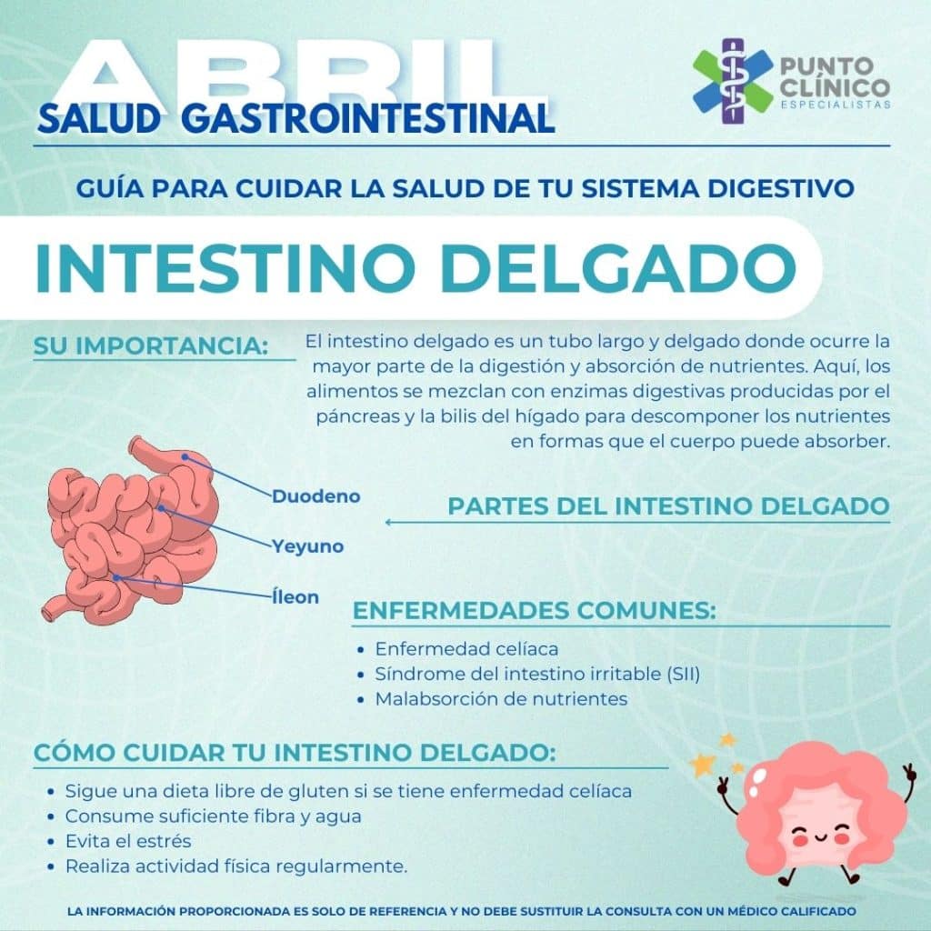 Intestino Delgado - Sistema Digestivo