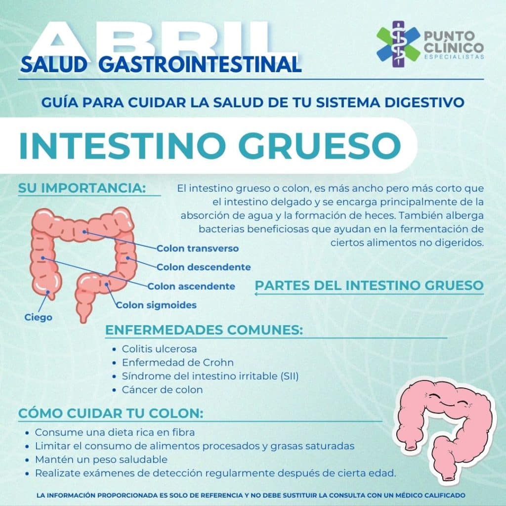 Intestino Grueso - Sistema Digestivo