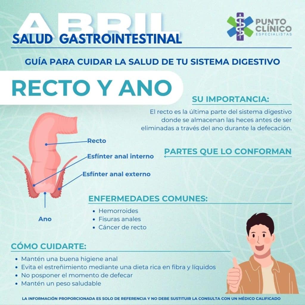 Recto y ano - Sistema Digestivo